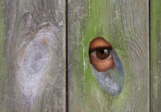neighbour 666