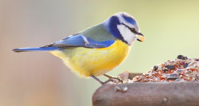 Top tips to create a wildlife friendly home A bird 771