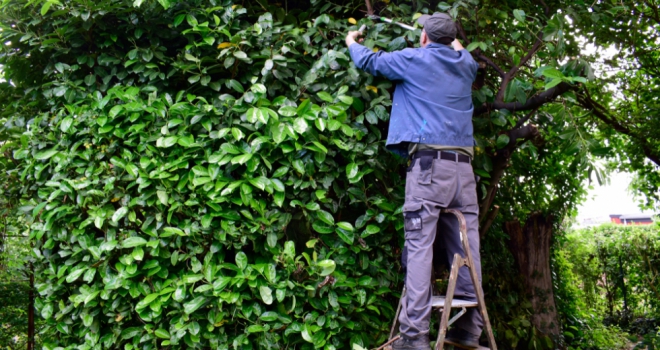 Have you ever illegally trimmed your neighbour’s bush? Bush 661
