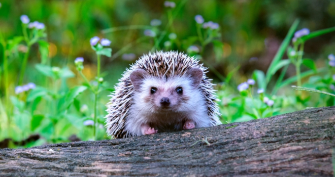 MHCLG set to toughen up on inclusivity and wildlife Head Chog 212