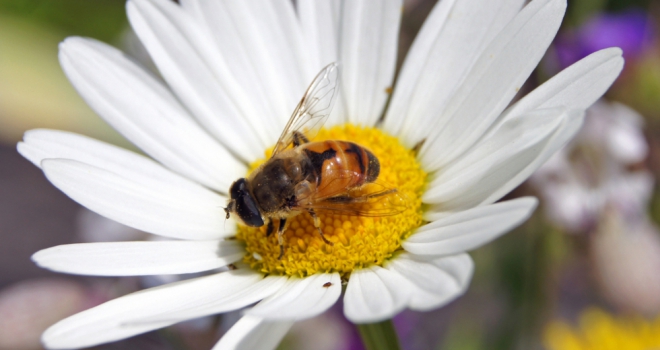 Top tips for a Bee friendly garden King Bee 333
