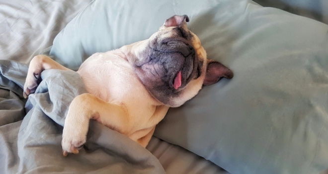 Is it time to relax the rules surrounding pets in rented properties? pug 651
