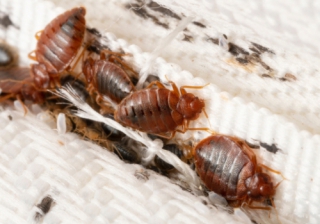 Bed Bugs 867
