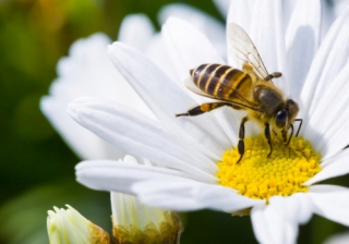 A third of developers remain in the dark over Biodiversity Net Gain regulations Bio Diversity 713