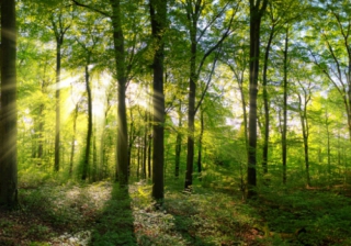 Putting down roots: Bringing woodland wellbeing to our homes woodland 552