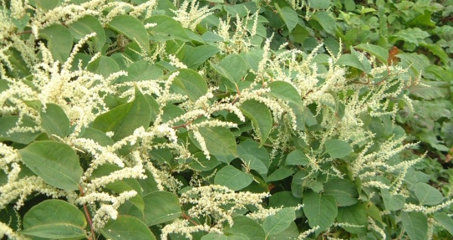 knotweed