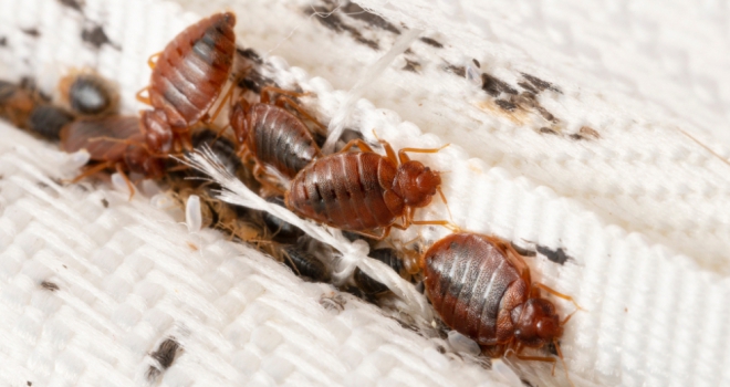 Bed Bugs 867