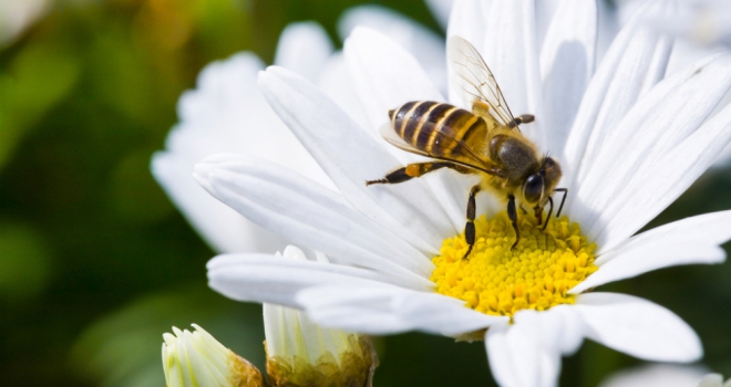 A third of developers remain in the dark over Biodiversity Net Gain regulations Bio Diversity 713