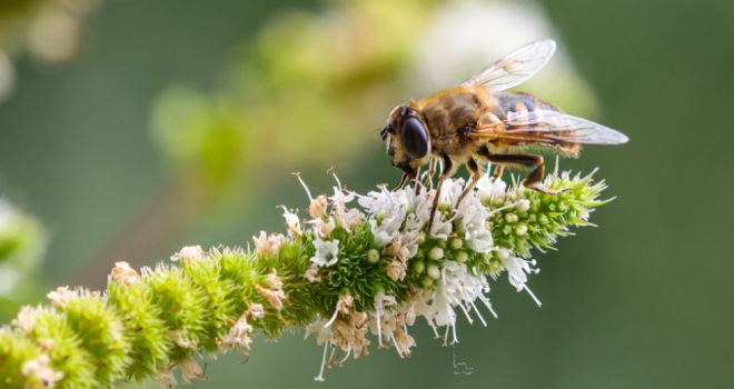 What developers need to know about Biodiversity Net Gain Biodiversity 813