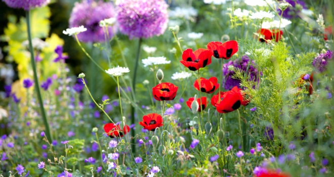 The best British regions for an ideal garden Garden 725