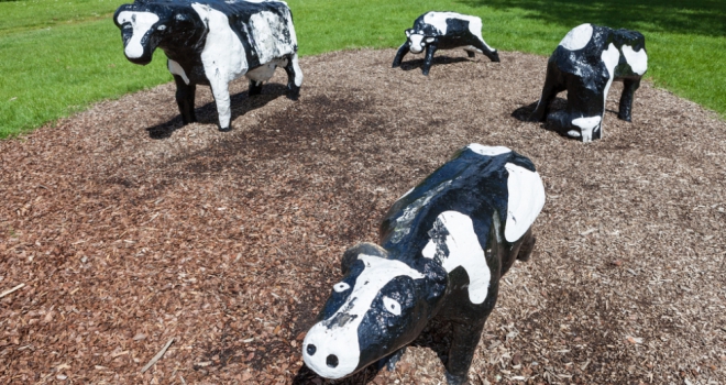 Milton Cows 207