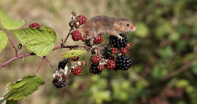 Housebuilding industry can be at the forefront of biodiversity Mouse 558