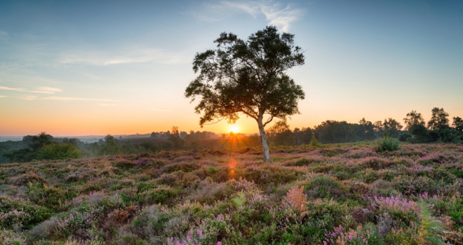 How much does it cost to live in a national park? New Forest 444