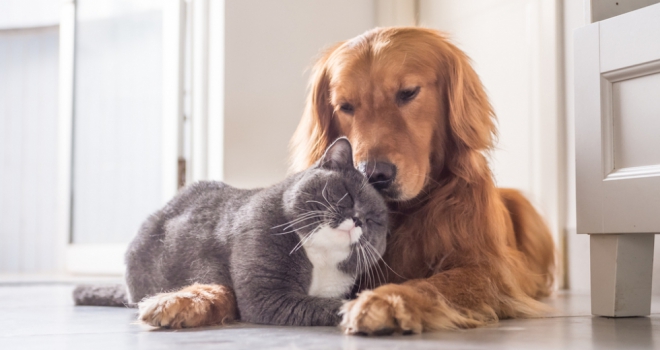 Top tips for landlords, tenants and their pets Pets 552