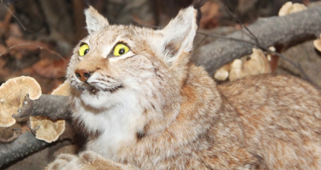 What are the UK's worst décor trends? stuffed bobcat