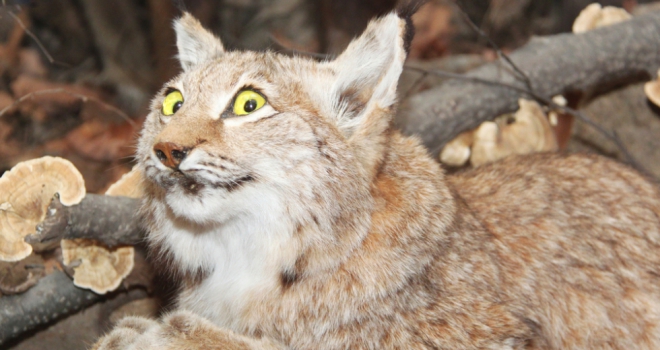 stuffed bobcat