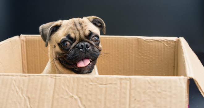 pug in a box