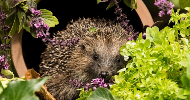 Top tips to invite wildlife into your garden hedgehog