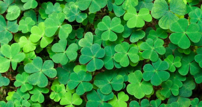 The St Patrick’s Day road names commanding the highest house prices this year St Patrick's Day 417