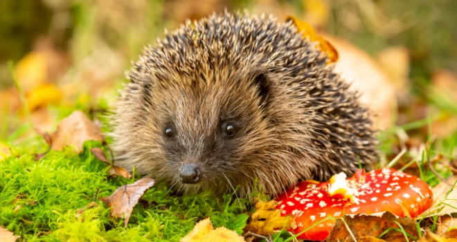 Top tips for wildlife gardening at home Wildlife 350