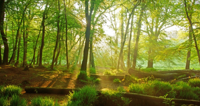Changing approaches to public spaces woodland 859